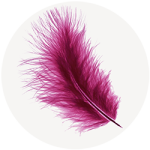 Plume violette de la plume de vos envies