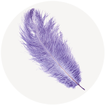 Plume violette de la plume de vos envies